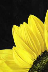 Sunflower 2k