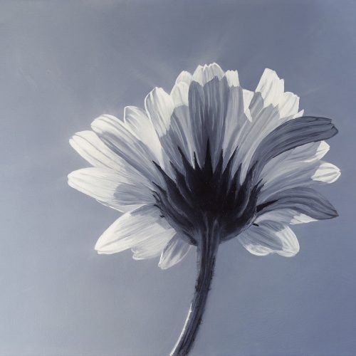 Daisy