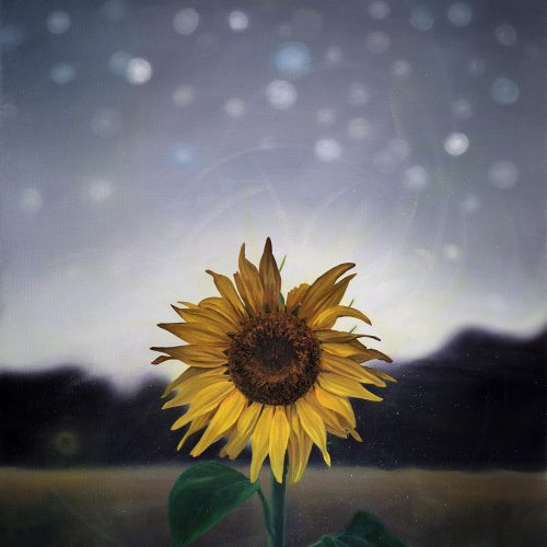 Flower of the Sun