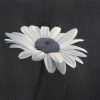 Daisy 2