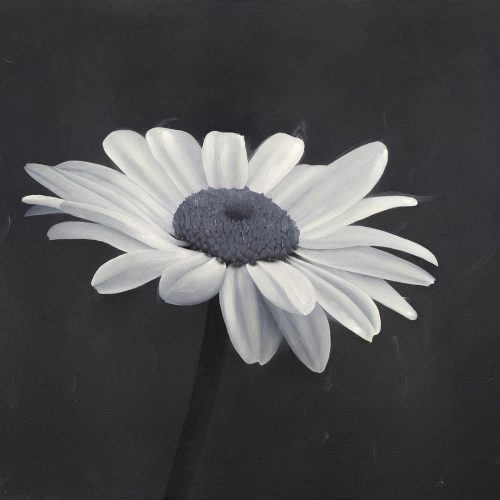 Daisy 2